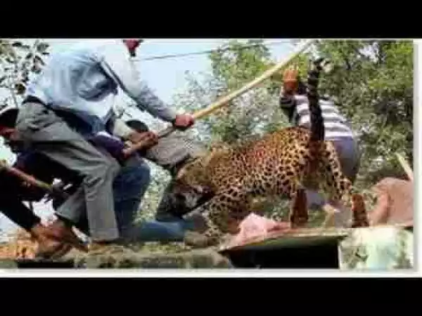 Video: TOP 10 LEOPARDS AND ELEPHANTS ATTACK IN VILLAGE || Leopards, Elephants attack Man